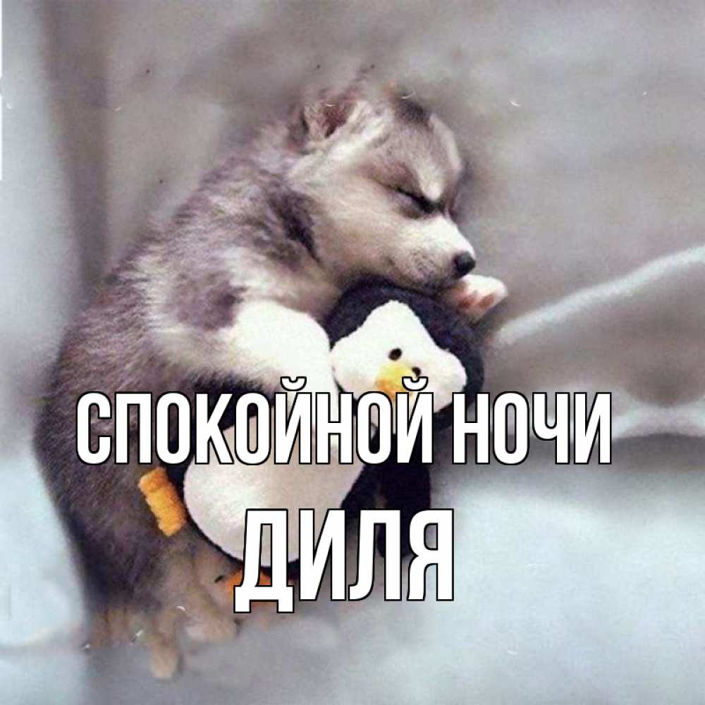 Открытка на каждый день с именем, Диля Спокойной ночи обнимашки щенка и пингвина Прикольная открытка с пожеланием онлайн скачать бесплатно 