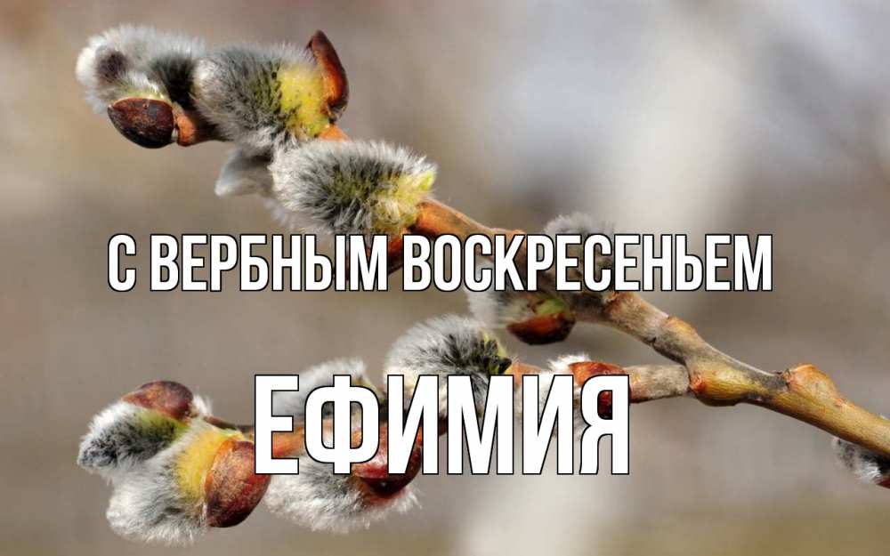 Открытка на каждый день с именем, Ефимия С вербным воскресеньем Верба Прикольная открытка с пожеланием онлайн скачать бесплатно 