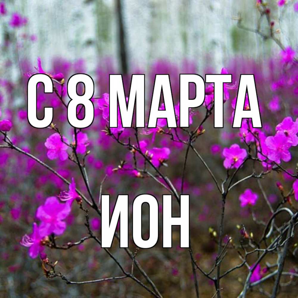 Открытка на каждый день с именем, Ион С 8 МАРТА дикие цветы Прикольная открытка с пожеланием онлайн скачать бесплатно 