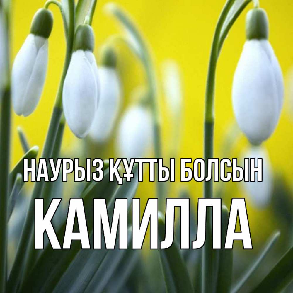 Открытка на каждый день с именем, Камилла Наурыз құтты болсын весенние цветы Прикольная открытка с пожеланием онлайн скачать бесплатно 