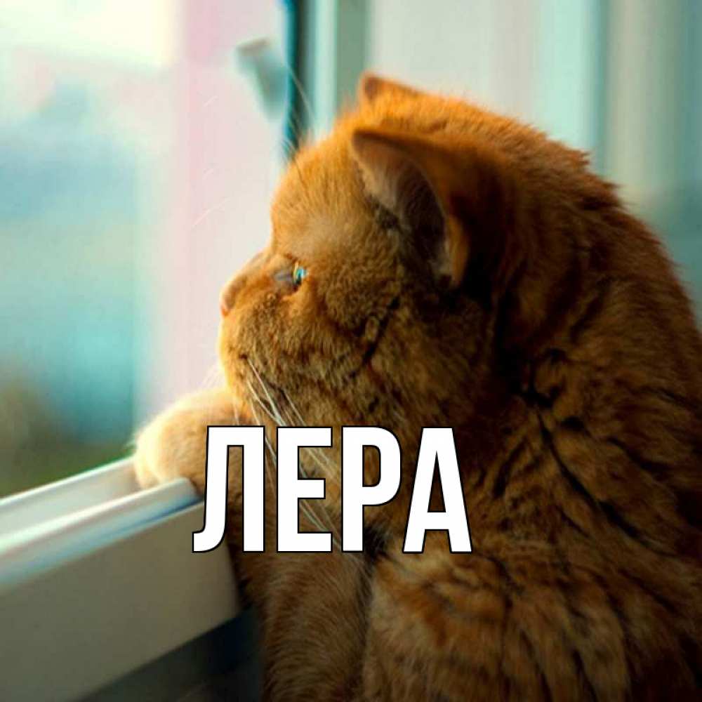 Открытка на каждый день с именем, Лера Главная большой огромный рыжий котяра Прикольная открытка с пожеланием онлайн скачать бесплатно 