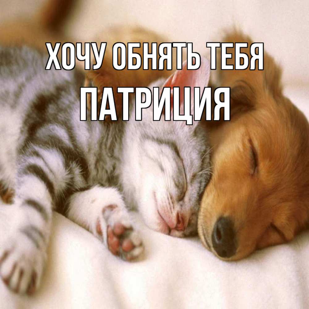 Открытка на каждый день с именем, Патриция Хочу обнять тебя пес и котенок Прикольная открытка с пожеланием онлайн скачать бесплатно 