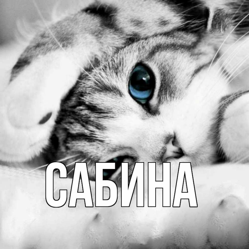 Открытка на каждый день с именем, Сабина Главная кот устал Прикольная открытка с пожеланием онлайн скачать бесплатно 