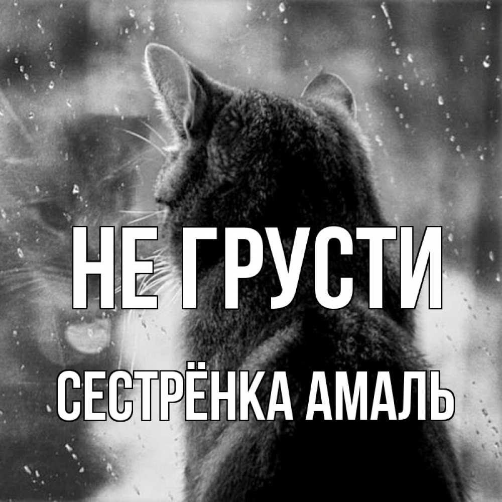 Открытка на каждый день с именем, Сестрёнка-Амаль Не грусти отражение кота 1 Прикольная открытка с пожеланием онлайн скачать бесплатно 
