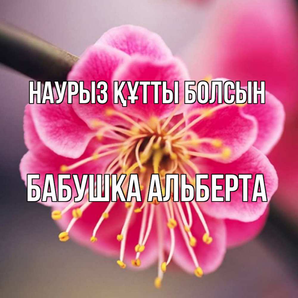 Открытка на каждый день с именем, Бабушка-Альберта Наурыз құтты болсын цветы Прикольная открытка с пожеланием онлайн скачать бесплатно 