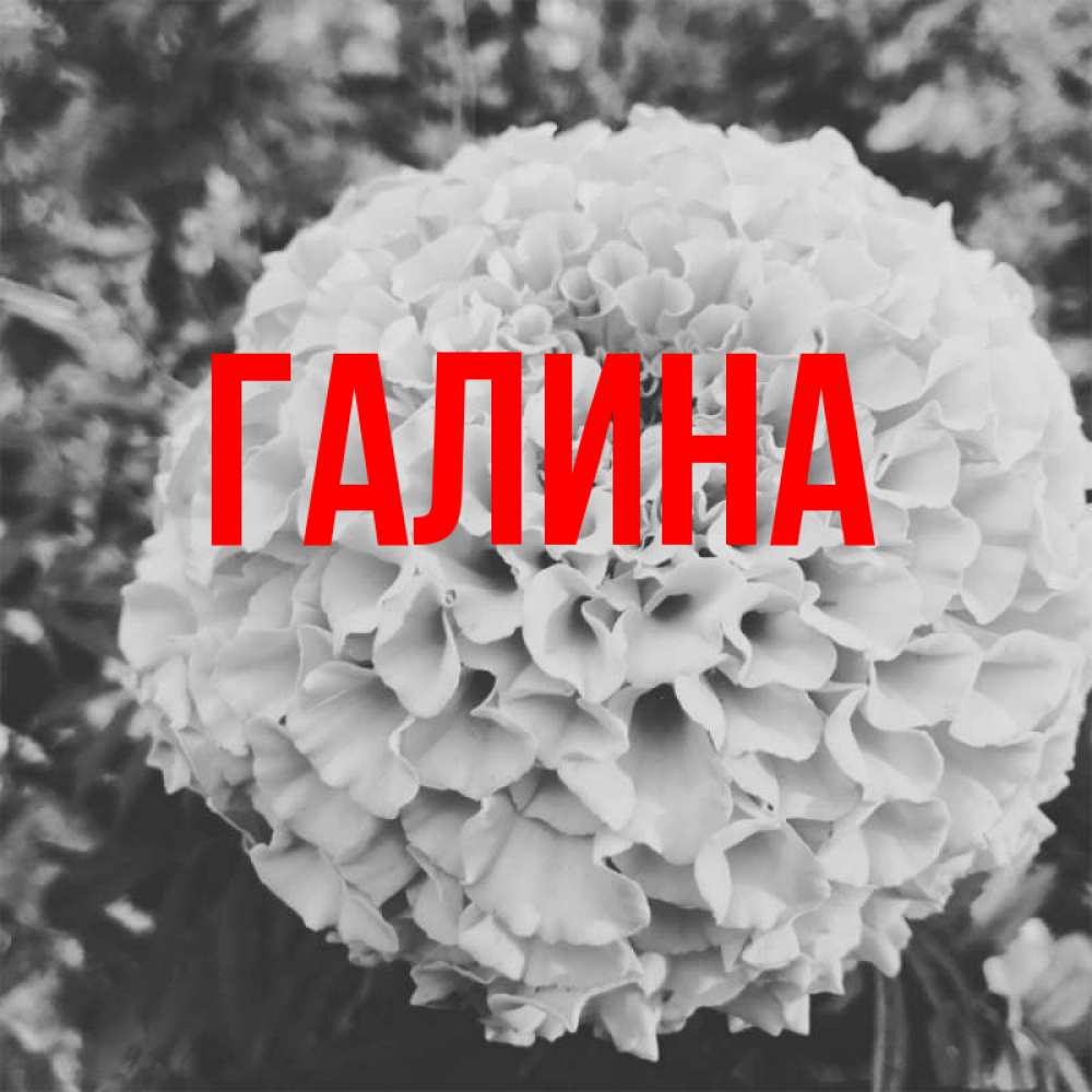 Открытка на каждый день с именем, Галина Главная подпись Прикольная открытка с пожеланием онлайн скачать бесплатно 