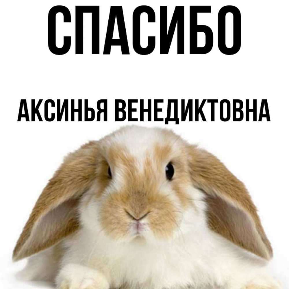 Картинка спасибо с зайцем