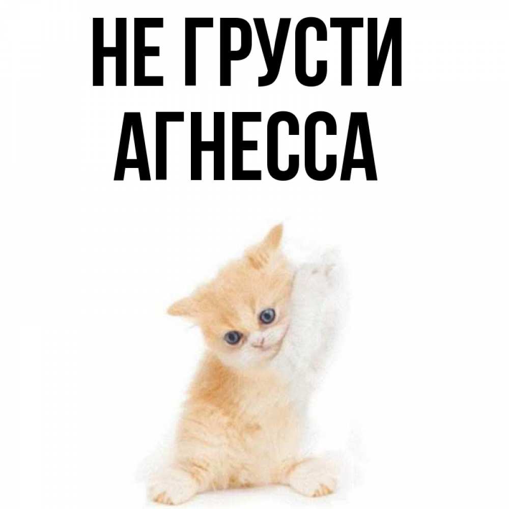 Открытка на каждый день с именем, Агнесса Не грусти просящий кот Прикольная открытка с пожеланием онлайн скачать бесплатно 