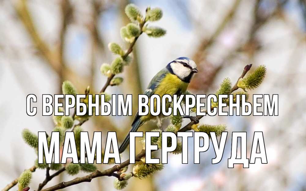Открытка на каждый день с именем, Мама-Гертруда С вербным воскресеньем верба Прикольная открытка с пожеланием онлайн скачать бесплатно 