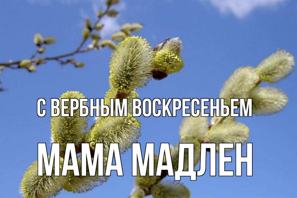 Открытка на каждый день с именем, Мама-Мадлен С вербным воскресеньем верба Прикольная открытка с пожеланием онлайн скачать бесплатно 