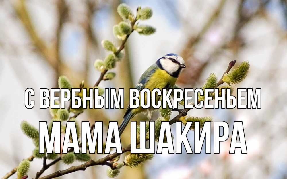 Открытка на каждый день с именем, Мама-Шакира С вербным воскресеньем верба Прикольная открытка с пожеланием онлайн скачать бесплатно 