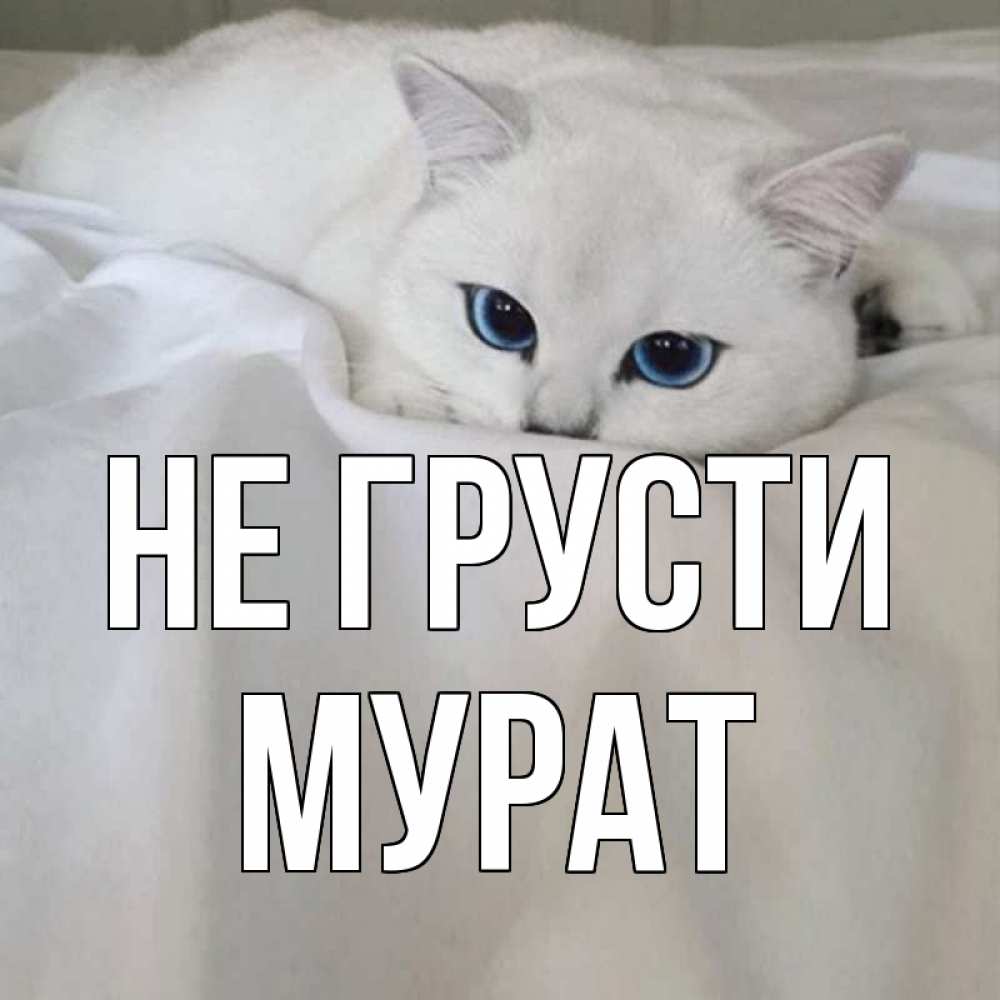 Открытка на каждый день с именем, Мурат Не грусти белый кот с голубыми глазами на белоснежной кровати Прикольная открытка с пожеланием онлайн скачать бесплатно 