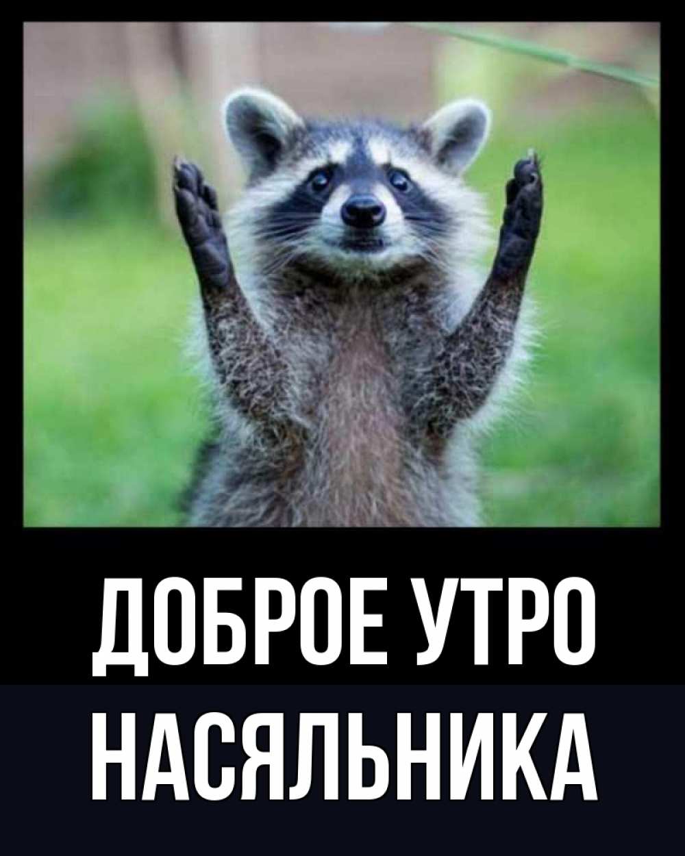 Открытка на каждый день с именем, Насяльника Доброе утро хорошее настроение утречком Прикольная открытка с пожеланием онлайн скачать бесплатно 