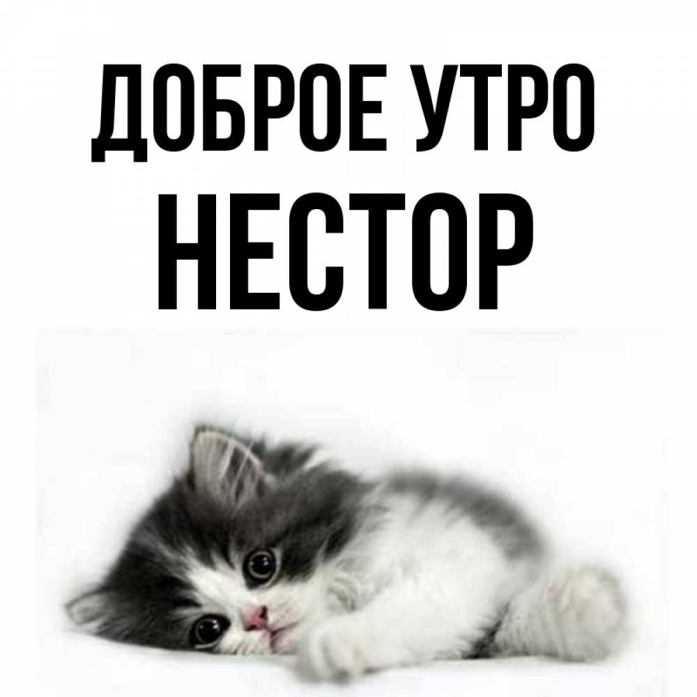 Открытка на каждый день с именем, Нестор Доброе утро кот лапки Прикольная открытка с пожеланием онлайн скачать бесплатно 