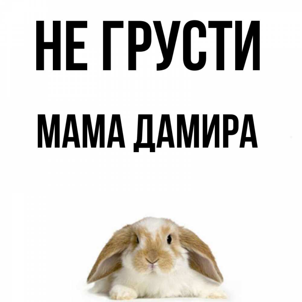 Открытка на каждый день с именем, Мама-Дамира Не грусти коричнево белый заяц с большими ушками Прикольная открытка с пожеланием онлайн скачать бесплатно 