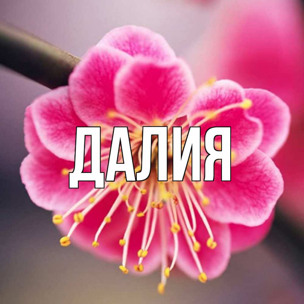 Картинка  с именем , Далия
