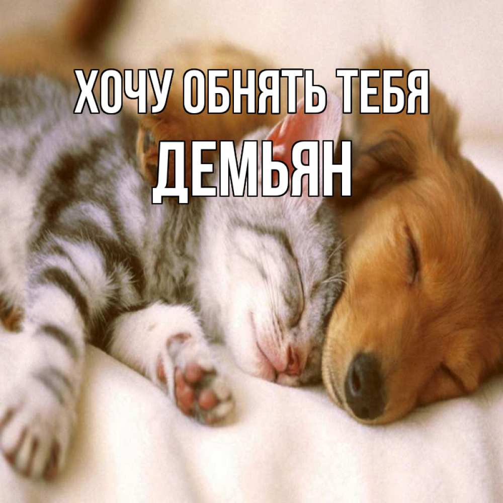 Открытка на каждый день с именем, Демьян Хочу обнять тебя пес и котенок Прикольная открытка с пожеланием онлайн скачать бесплатно 