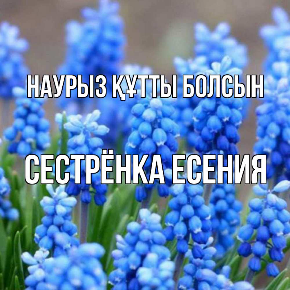 Открытка на каждый день с именем, Сестрёнка-Есения Наурыз құтты болсын Поздравительная открытка для женщин с цветами на праздничную дату Прикольная открытка с пожеланием онлайн скачать бесплатно 