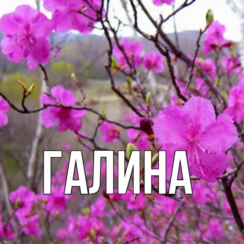 Открытка на каждый день с именем, Галина Главная международный женский день Прикольная открытка с пожеланием онлайн скачать бесплатно 