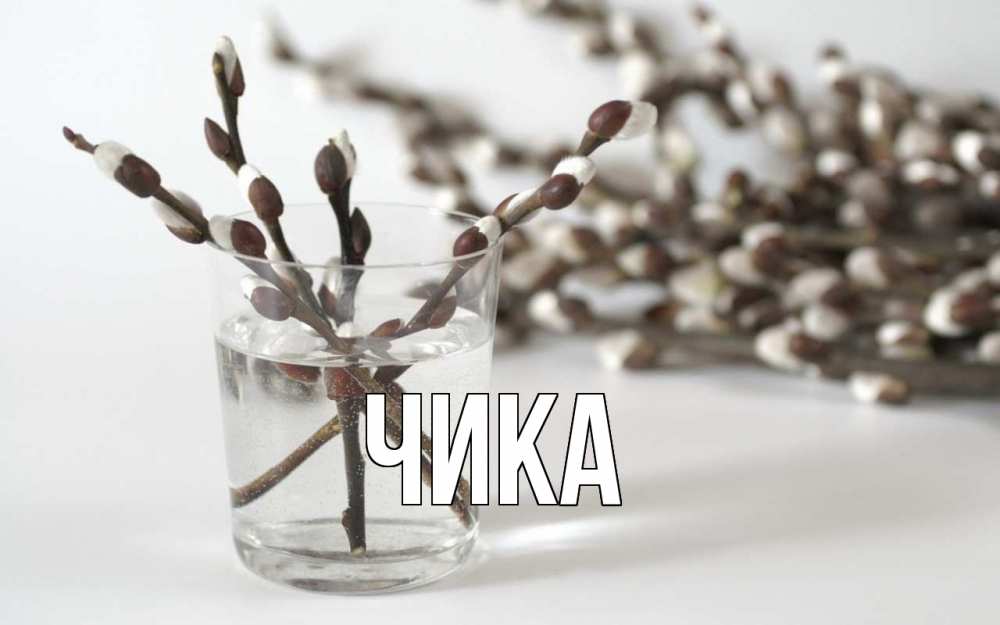 Открытка на каждый день с именем, Чика Главная верба Прикольная открытка с пожеланием онлайн скачать бесплатно 