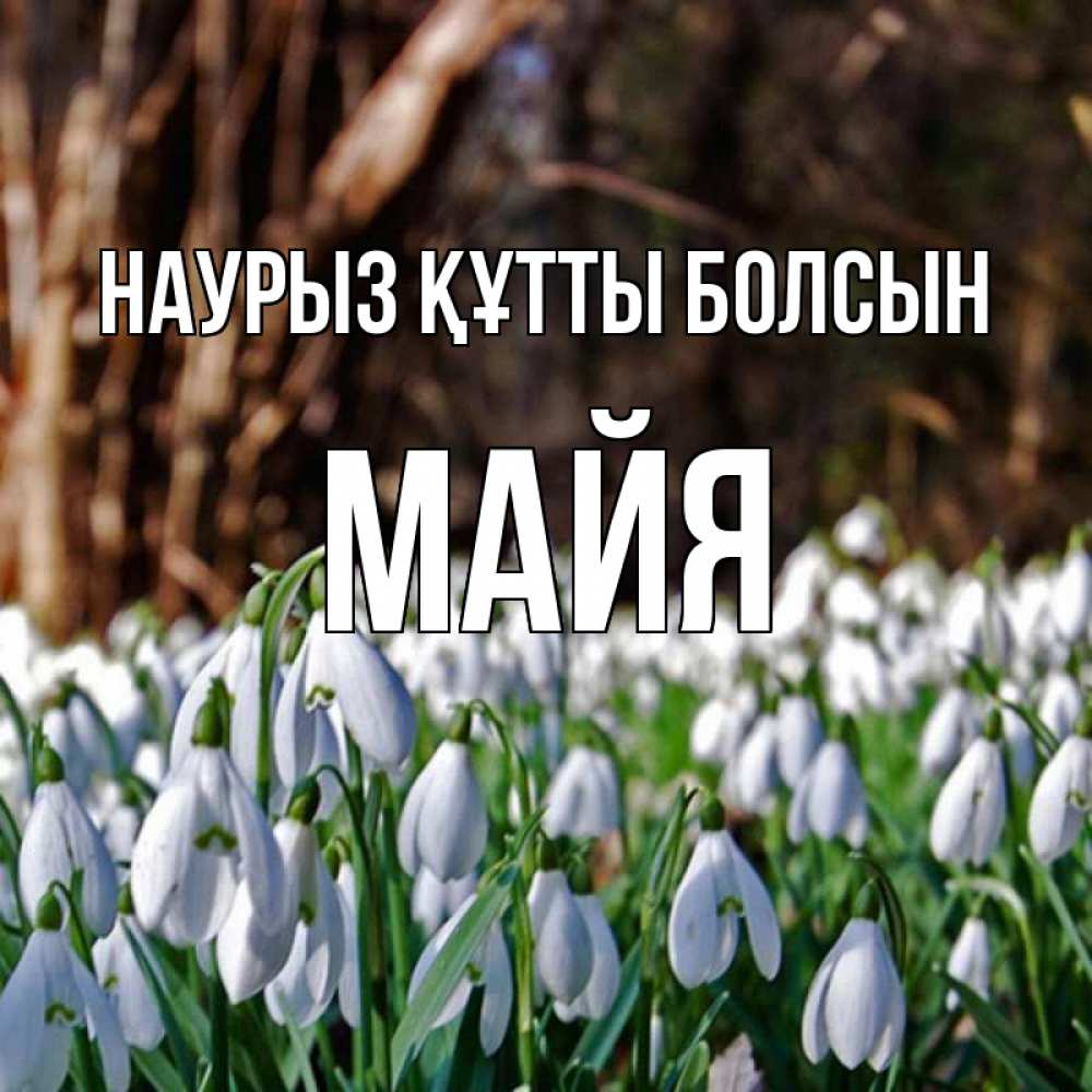 Открытка на каждый день с именем, Майя Наурыз құтты болсын с подснежниками 1 Прикольная открытка с пожеланием онлайн скачать бесплатно 