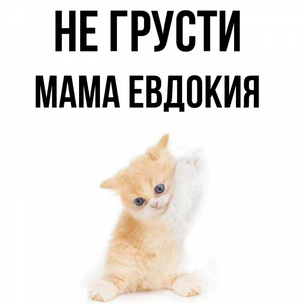 Открытка на каждый день с именем, Мама-Евдокия Не грусти просящий кот Прикольная открытка с пожеланием онлайн скачать бесплатно 