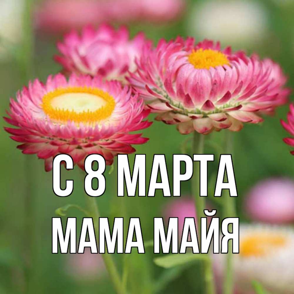 Открытка на каждый день с именем, Мама-Майя С 8 МАРТА подарок на международный женский день Прикольная открытка с пожеланием онлайн скачать бесплатно 