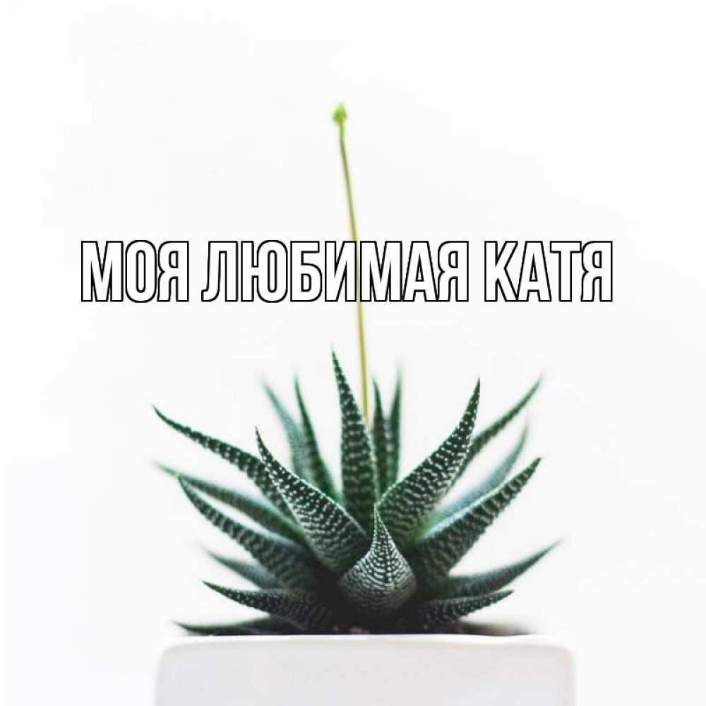 Открытка на каждый день с именем, Моя-любимая-Катя Главная короче это непонятная колючка Прикольная открытка с пожеланием онлайн скачать бесплатно 