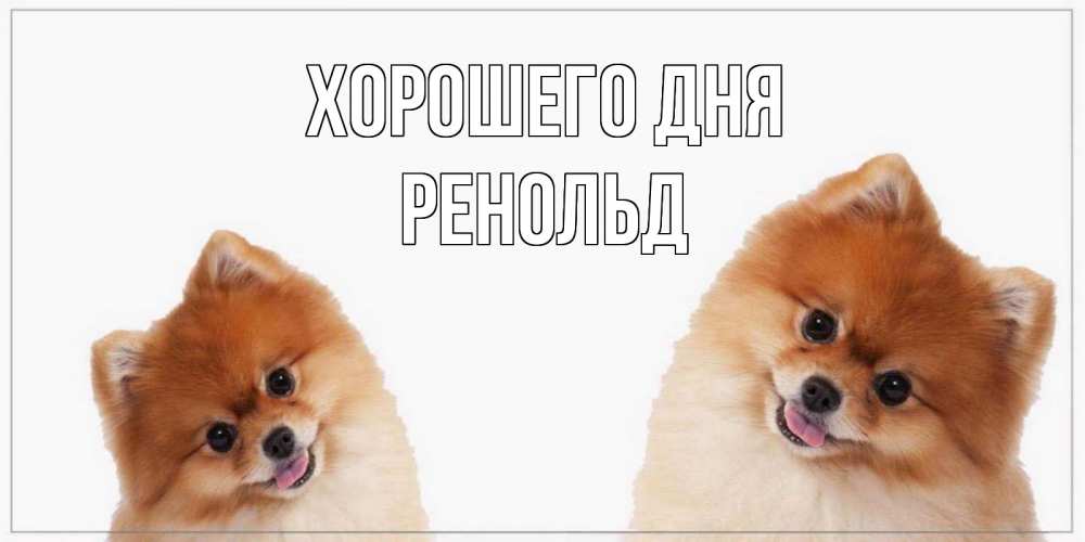 Открытка на каждый день с именем, Ренольд Хорошего дня собачки желают прекрасного дня Прикольная открытка с пожеланием онлайн скачать бесплатно 