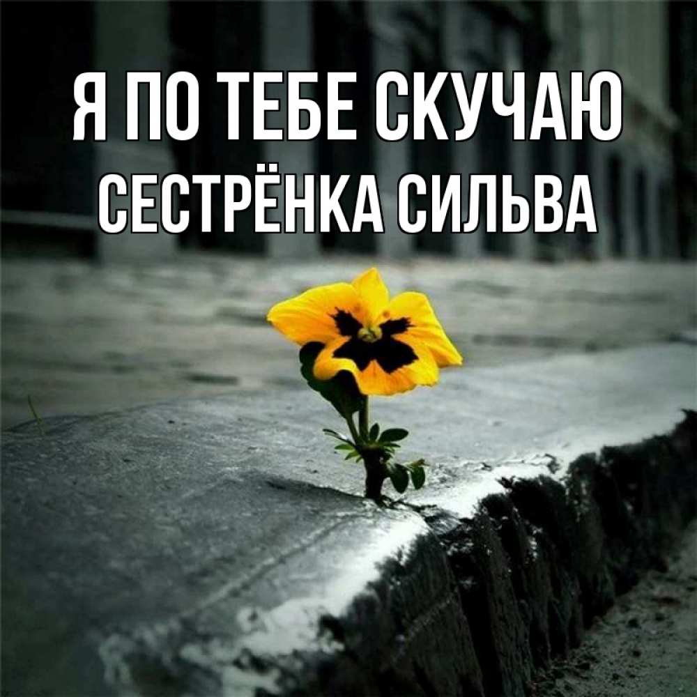 Открытка на каждый день с именем, Сестрёнка-Сильва Я по тебе скучаю надеюсь будет лучше Прикольная открытка с пожеланием онлайн скачать бесплатно 