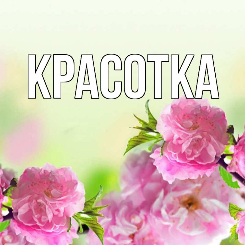 Открытка на каждый день с именем, красотка Главная цветы Прикольная открытка с пожеланием онлайн скачать бесплатно 