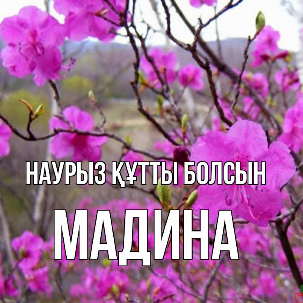 Открытка на каждый день с именем, Мадина Наурыз құтты болсын наурыз мейрамы кутты болсын Прикольная открытка с пожеланием онлайн скачать бесплатно 