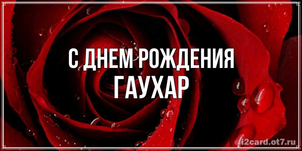 Открытка на каждый день с именем, Гаухар С днем рождения крупная бордовая роза Прикольная открытка с пожеланием онлайн скачать бесплатно 
