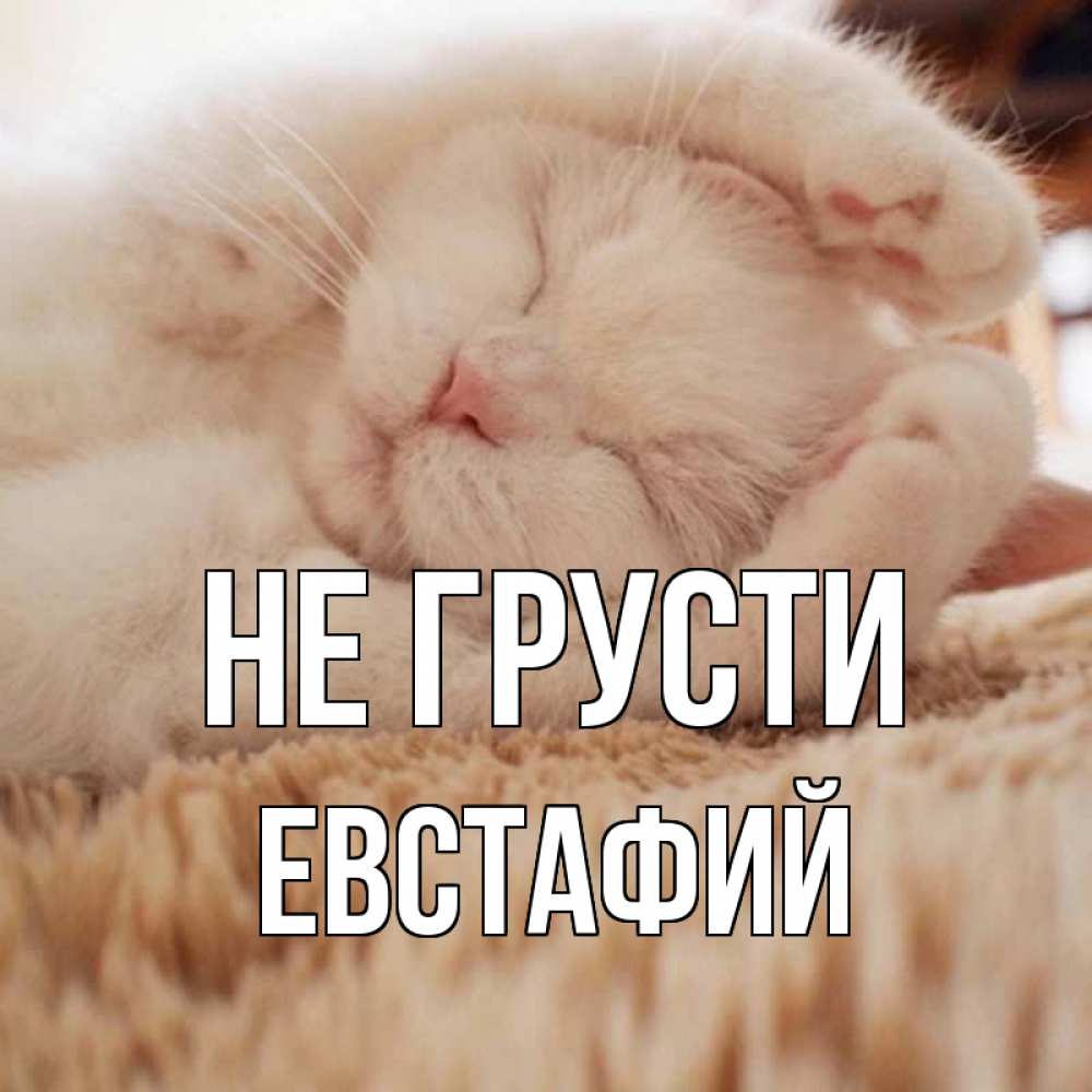 Открытка на каждый день с именем, Евстафий Не грусти белый кот Прикольная открытка с пожеланием онлайн скачать бесплатно 