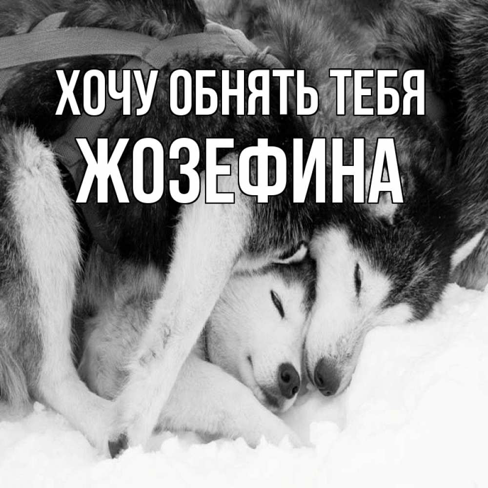 Открытка на каждый день с именем, Жозефина Хочу обнять тебя собачки в упряжке Прикольная открытка с пожеланием онлайн скачать бесплатно 