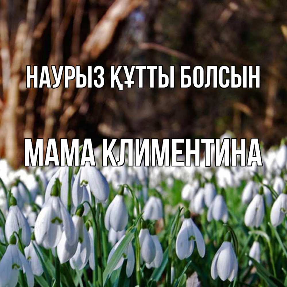 Открытка на каждый день с именем, Мама-Климентина Наурыз құтты болсын с подснежниками 1 Прикольная открытка с пожеланием онлайн скачать бесплатно 