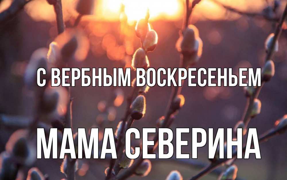 Открытка на каждый день с именем, Мама-Северина С вербным воскресеньем верба Прикольная открытка с пожеланием онлайн скачать бесплатно 
