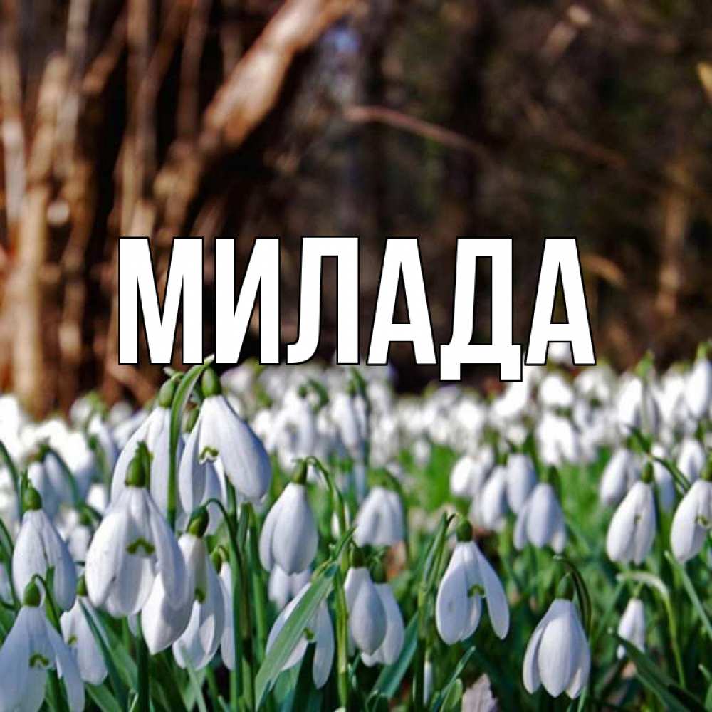 Открытка на каждый день с именем, Милада Главная с подснежниками 1 Прикольная открытка с пожеланием онлайн скачать бесплатно 