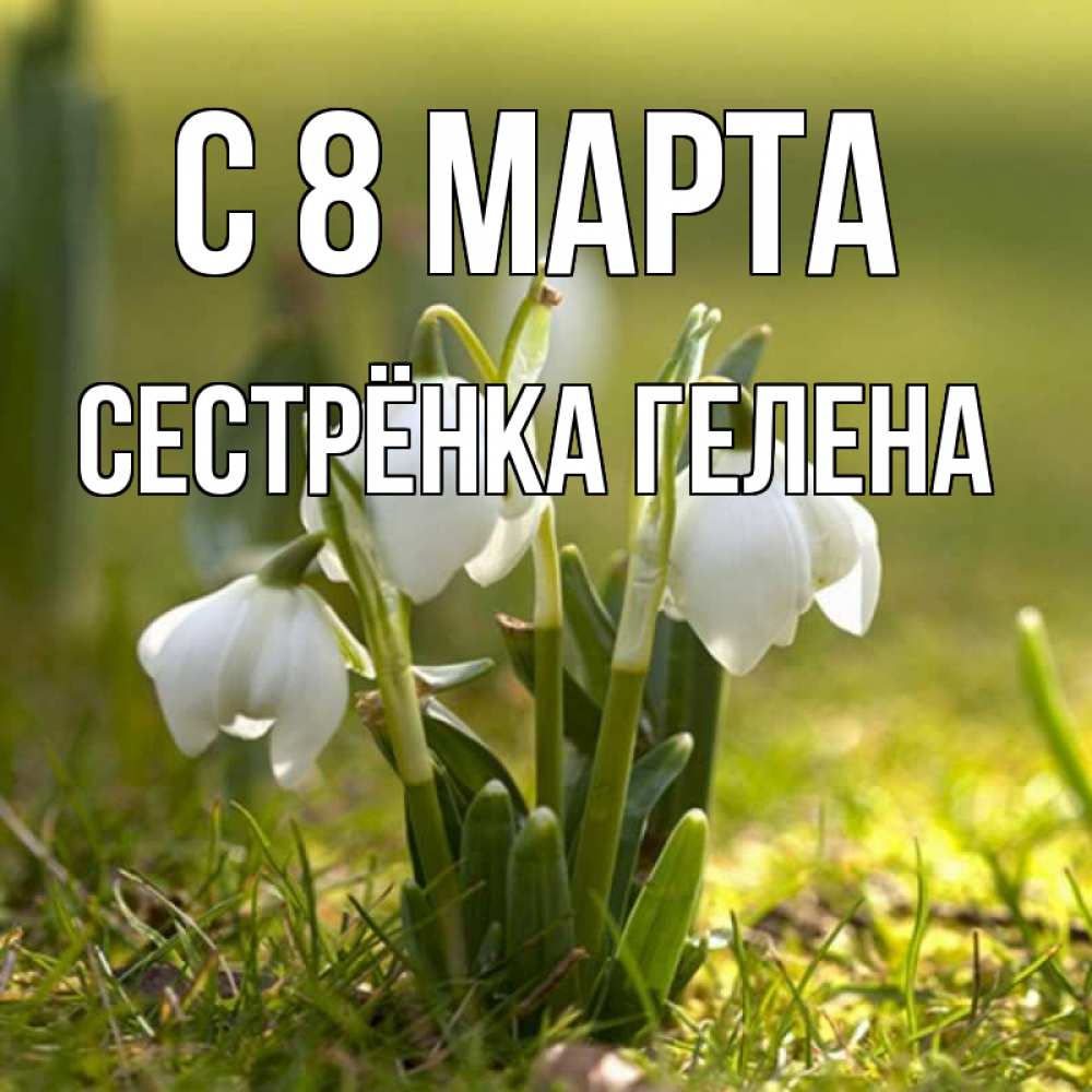 Открытка на каждый день с именем, Сестрёнка-Гелена С 8 марта ранние цветы 2 Прикольная открытка с пожеланием онлайн скачать бесплатно 