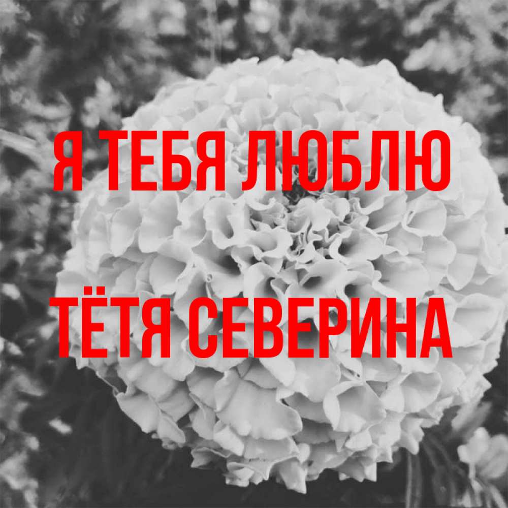 Открытка на каждый день с именем, Тётя-Северина Я тебя люблю подпись Прикольная открытка с пожеланием онлайн скачать бесплатно 