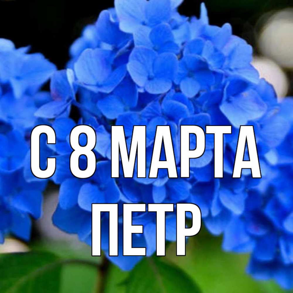 Открытка на каждый день с именем, Петр С 8 МАРТА синие цветы Прикольная открытка с пожеланием онлайн скачать бесплатно 