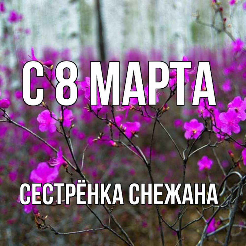 Открытка на каждый день с именем, Сестрёнка-Снежана С 8 марта дикие цветы Прикольная открытка с пожеланием онлайн скачать бесплатно 