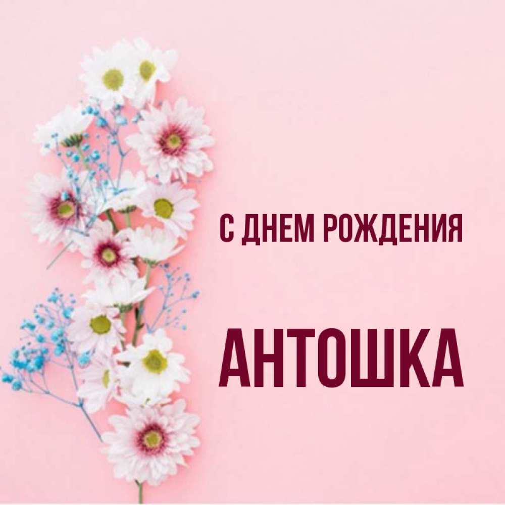 С днем рождения антоша картинки