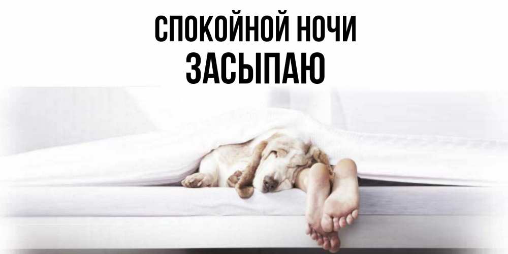 Открытка на каждый день с именем, Засыпаю Спокойной ночи кровать с собакой пожелание сладких снов и спокойной ночи Прикольная открытка с пожеланием онлайн скачать бесплатно 
