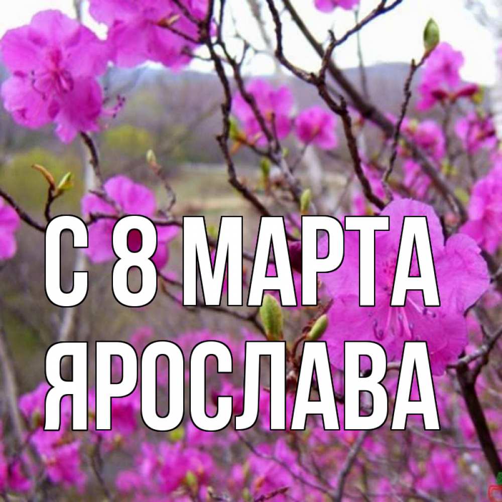 Картинка С 8 МАРТА, Ярослава