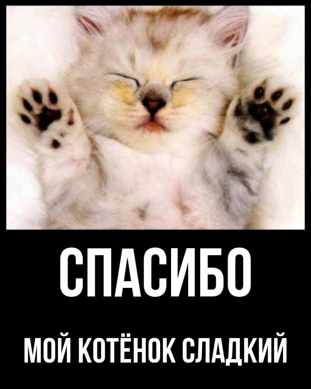 Сладкий котик картинки