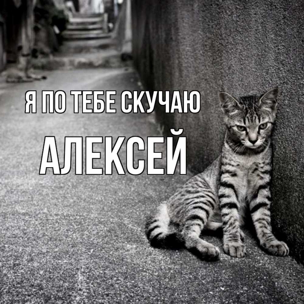 Открытка на каждый день с именем, Алексей Я по тебе скучаю одиноко котику Прикольная открытка с пожеланием онлайн скачать бесплатно 
