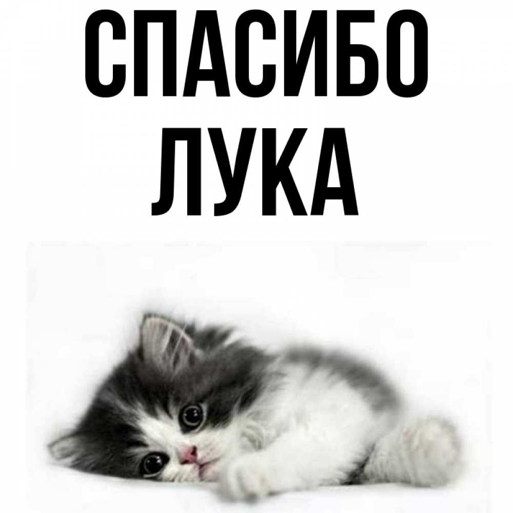 Открытка на каждый день с именем, Лука Спасибо черный и белый кот Прикольная открытка с пожеланием онлайн скачать бесплатно 