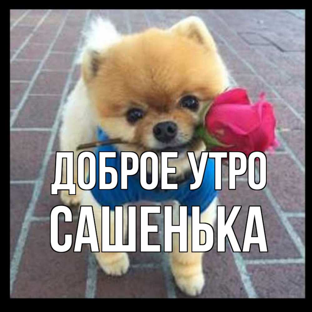 Открытка на каждый день с именем, САШЕНЬКА Доброе утро роза в зубах Прикольная открытка с пожеланием онлайн скачать бесплатно 