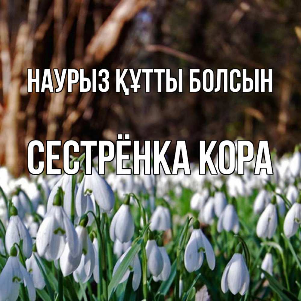Открытка на каждый день с именем, Сестрёнка-Кора Наурыз құтты болсын с подснежниками 1 Прикольная открытка с пожеланием онлайн скачать бесплатно 